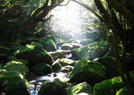 白谷雲水峡トレッキング